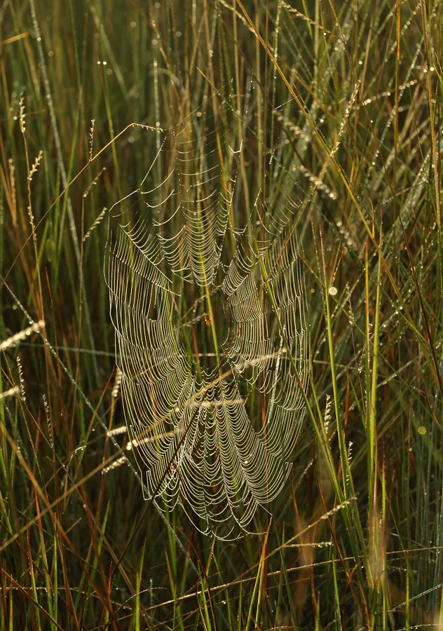 Okavango Delta [170 mm, 1/1000 Sek. bei f / 10, ISO 2500]